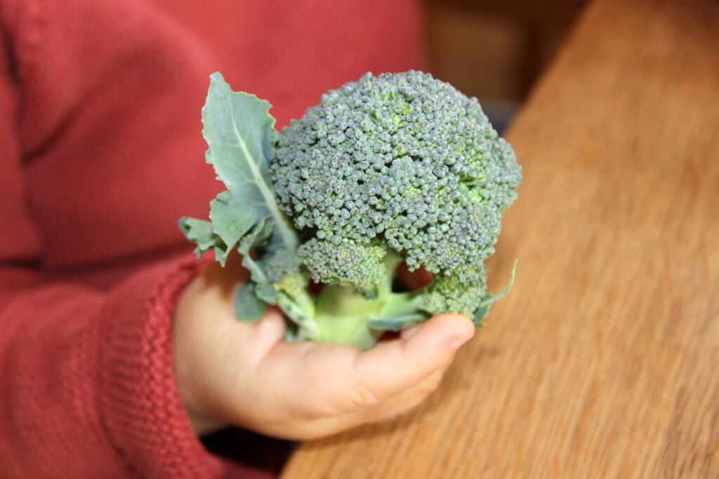 Ab wann dürfen Babys Brokkoli essen? Babyled Weaning